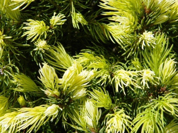 Eglė baltoji ,Daisy's White' (lot. Picea glauca) Eglė baltoji ,Daisy's White' (lot. Picea glauca)
